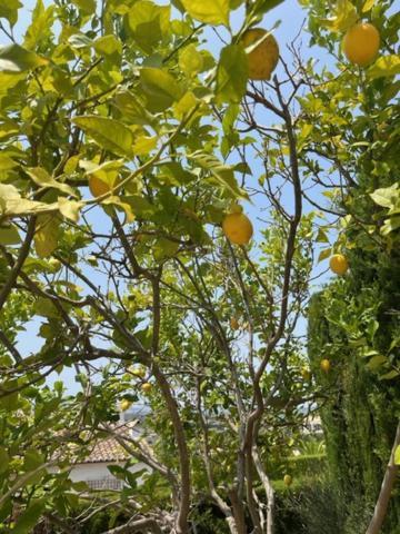 Authentic Groundfloor Apartment In Beautiful Villa, Jávea מראה חיצוני תמונה